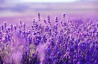 Image result for Lavender Lock Screen