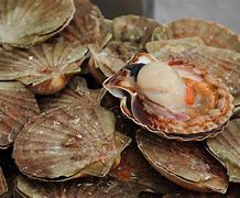 Image result for Ming the Quahog Clam