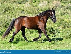 Image result for Horse Full Body