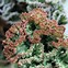 Image result for Coral Cactus
