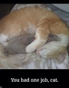 Image result for You Had One Job Cat