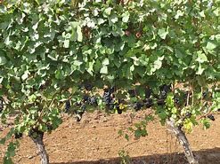 Image result for Hidden Vines Pinot Noir