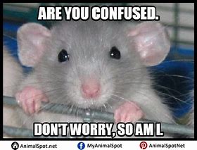 Image result for Stressed Mouse Meme