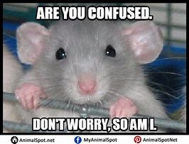 Image result for Any Mouse Meme