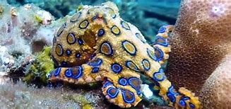 Image result for Mean Octopus