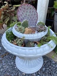Image result for Potted Cactus
