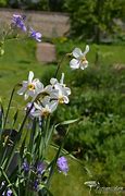 Afbeeldingsresultaten voor Narcissus Actaea