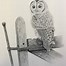 Image result for Owl Drawing