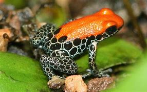 Image result for Most Poisonous Frog in the World