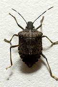 Image result for "brown-stink-bug"