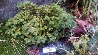 Image result for Abies pinsapo Fatima - ( WB 1 )