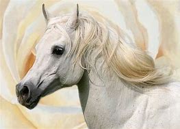 Image result for Arabian Horse with Blue Eyes