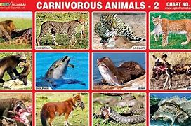 Image result for Animals That Only Eat Meat