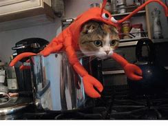 Image result for Halloween Cat Costume Meme