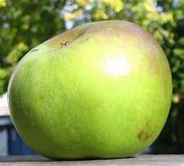 Image result for Yellow Newtown Pippin Apples