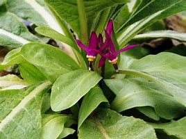 Image result for Shooting Star Plant