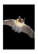 Image result for Myotis Bat