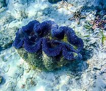 Image result for Giant Clam On Hand