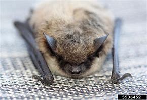 Image result for Little Brown Bat Hanging