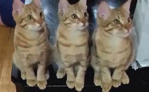 Image result for Nod Yes Cat