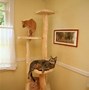 Image result for catify to please by jackson galaxy