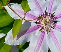 Image result for White Purple Clematis