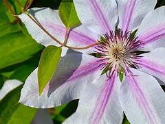 Image result for Clematis with White and Purple Stripe Flowers