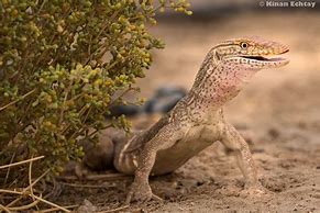 Image result for Desert Monitor Lizard