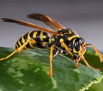 Image result for Bees Wasps Hornets Yellow Jackets
