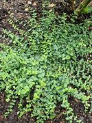 Image result for Euonymus fort. Minimus
