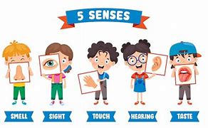 Image result for 5 Senses of the Body for Kids