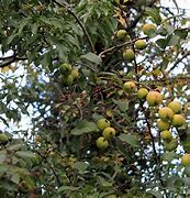 Image result for Crab Apple Tree Fruit