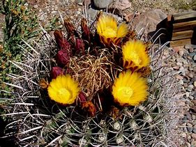 Image result for California Desert Barrel Cactus