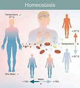 Image result for homeosyasis