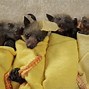 Image result for Baby Bat Pictures
