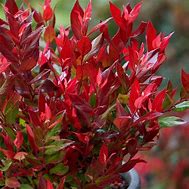 Image result for Leucothoe axillaris Little Flames