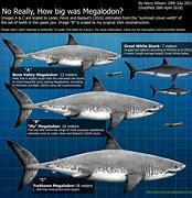 Image result for Biggest Shark On Earth