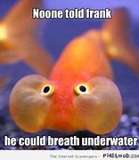 Image result for Crying Fish Meme