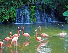 Image result for Rainforest Animals Flamingo