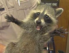 Image result for Cute Funny Raccoon