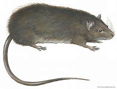 Image result for Rat with Long Tail