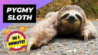 Image result for Smallest Sloth