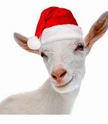 Image result for Christmas Goat Pictures