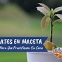 Image result for aguaote