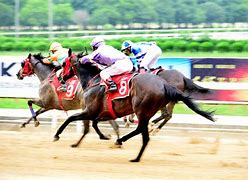 Image result for China Horse Racing