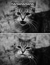 Image result for Free Funny Cat Photos with Captions