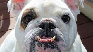 Image result for Dogs with Smushed Faces