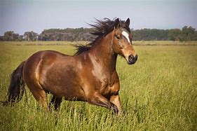 Image result for Horse Race Champion