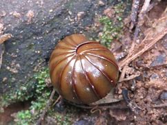 Image result for Giant Pill Bug