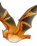 Image result for Sword Nosed Bat